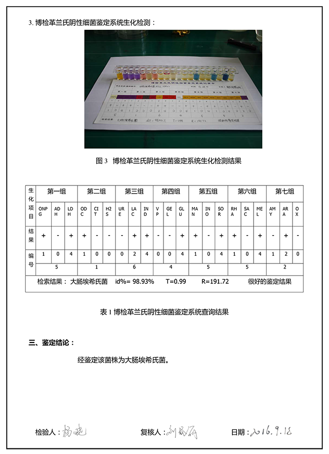 菌株鉴定报告