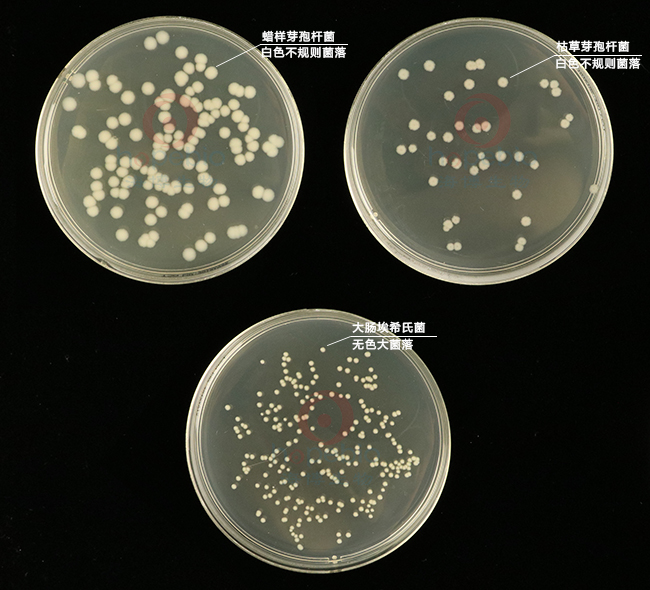 不同细菌在营养琼脂上的生长特征：