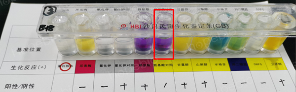 用接种环挑菌接种的试验结果（氨基酸对照管紫色，异常）