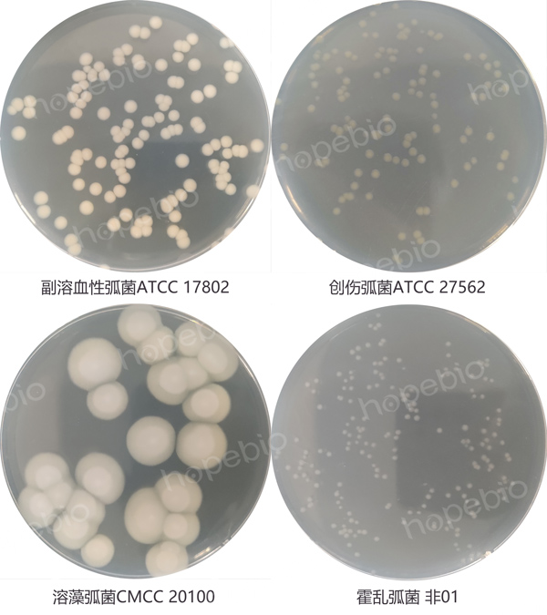 3%氯化钠胰蛋白胨大豆琼脂的微生物质控结果