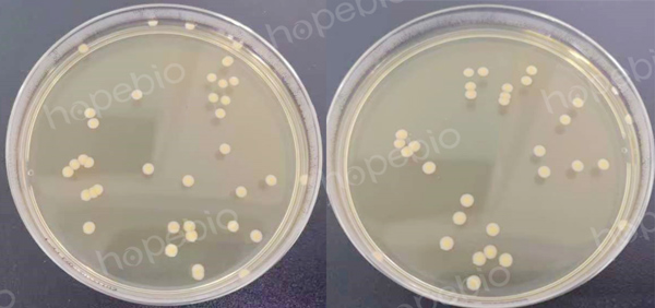 （左）菌数为38CFU，实验组4（右）菌数为32CFU