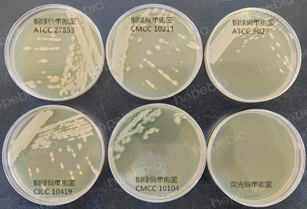 42℃条件下培养，铜绿假单胞菌和荧光假单胞菌的生长状态