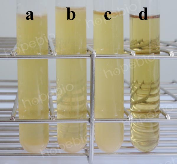 SB培养基微生物质控结果