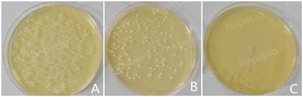 注：A为嗜酸乳杆菌；B为植物乳杆菌；C为大肠埃希氏菌