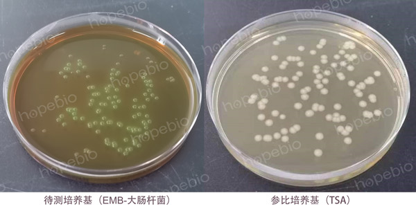 目标菌的生长率测定（定量）