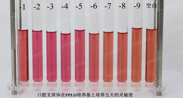 PPLO肉汤培养基培养口腔支原体5天的灵敏度