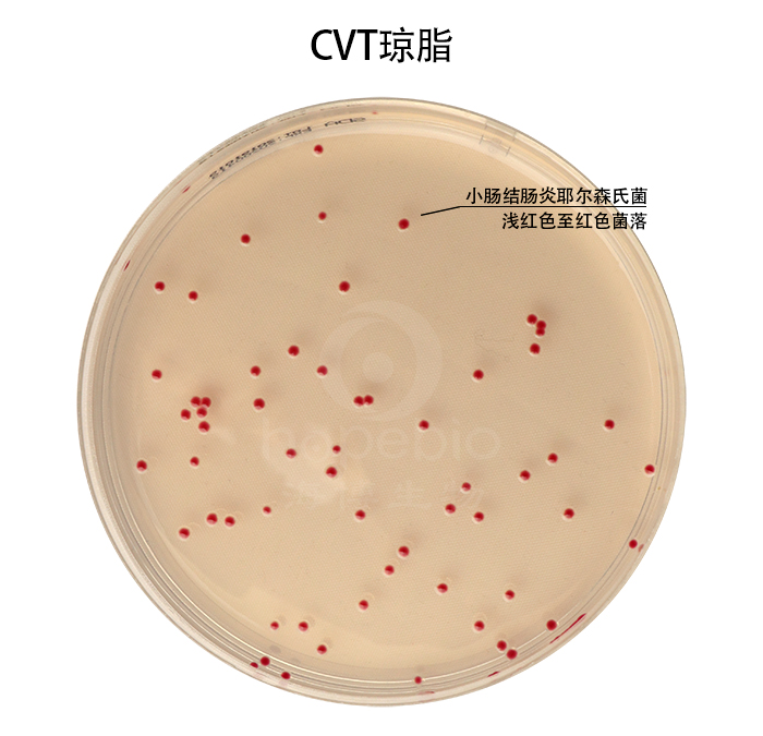 CVT琼脂