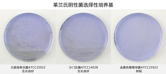 革兰氏阴性菌选择性培养基