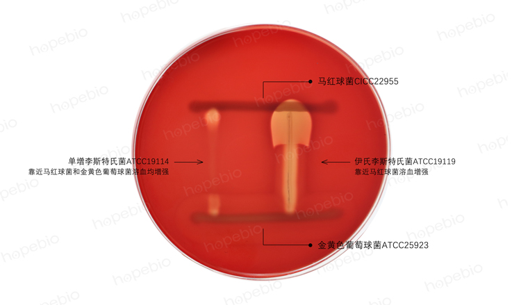 李斯特氏菌的协同溶血实验