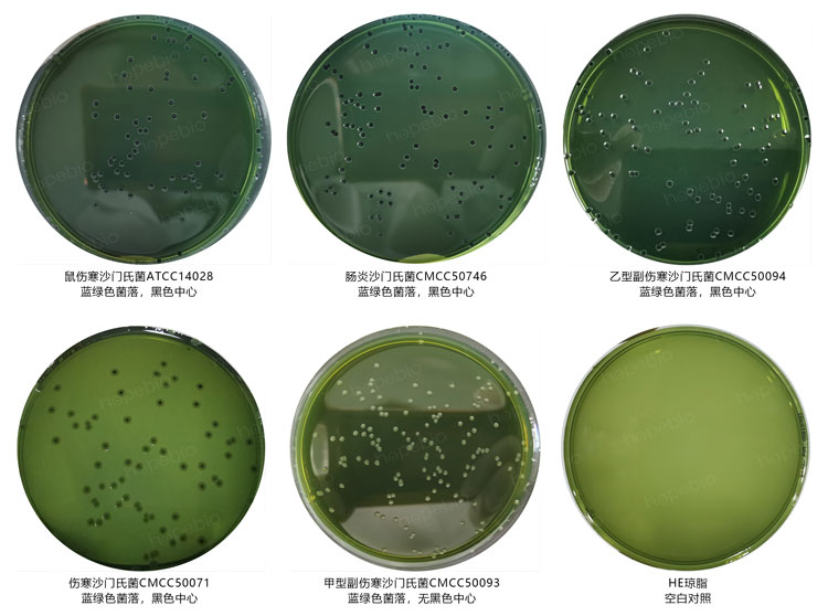 沙门氏菌属-HE琼脂