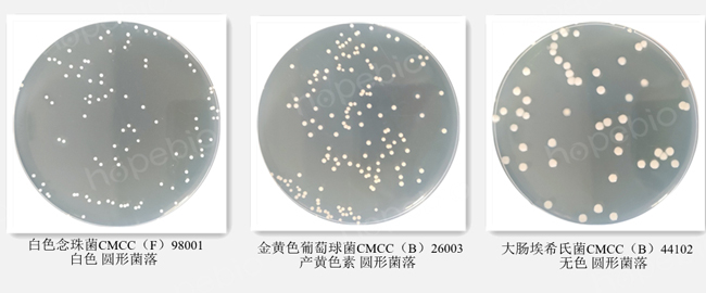 质控菌株-酪胨琼脂培养基