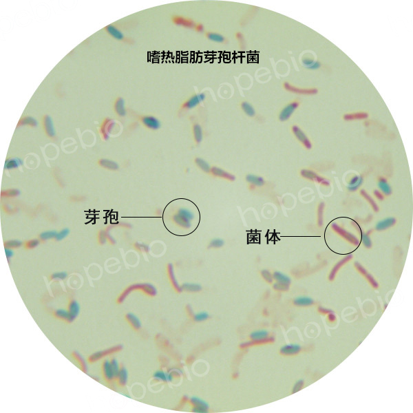 嗜热脂肪芽孢杆菌-芽孢形态