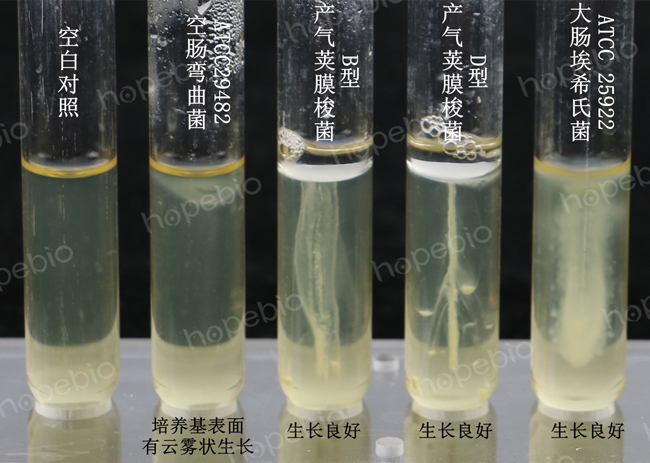 甘氨酸培养基