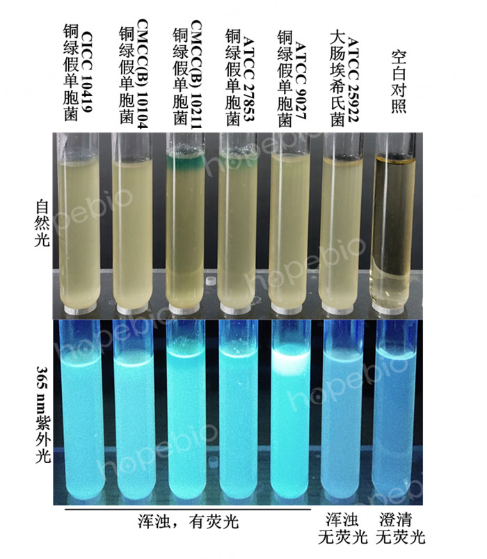 质控菌株在金氏B肉汤中生长情况