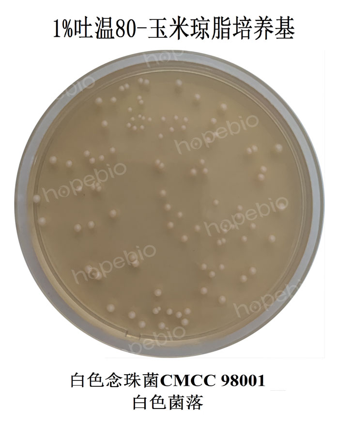 质控菌株在1%吐温80-玉米琼脂培养基平板上的菌落特征