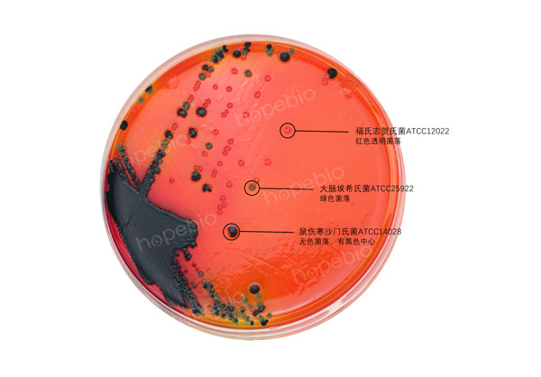 志贺氏菌显色培养基——鼠伤寒沙门氏菌-大肠埃希氏菌-福氏志贺氏菌