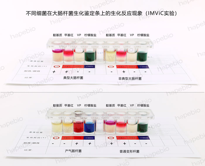 大肠杆菌生化鉴定条-大肠杆菌