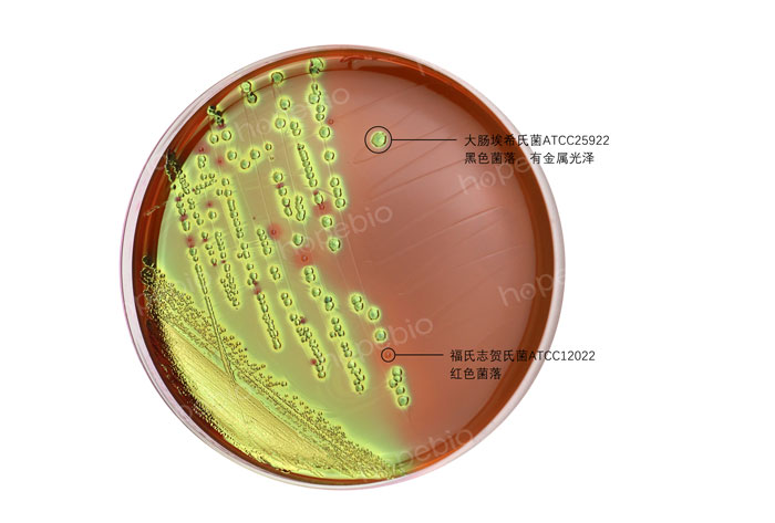 EMB混合菌-福氏志贺氏菌