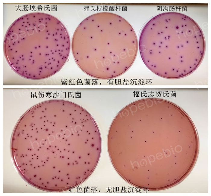 质控菌株在VRBA上的特征