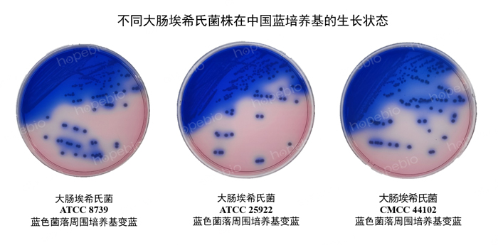 不同大肠埃希氏菌株在中国蓝培养基的生长状态