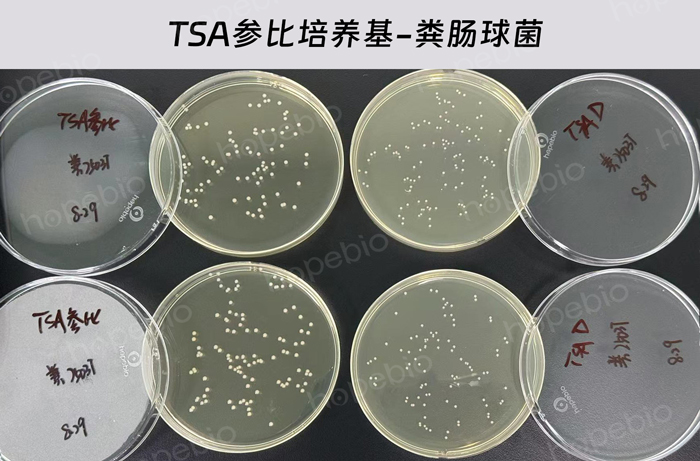 胰蛋白胨大豆琼脂（TSA）（参比培养基）-粪肠球菌