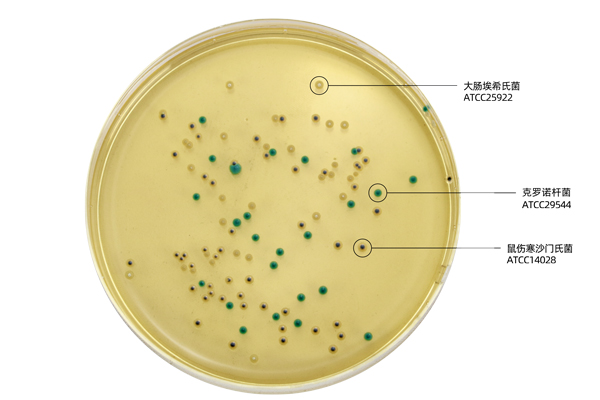 HB7012-8克罗诺杆菌显色特征