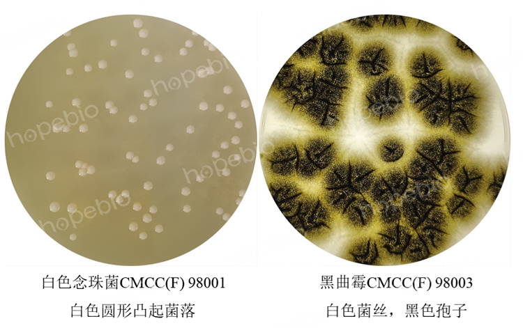 质控菌株在沙堡弱琼脂培养基上的生长情况