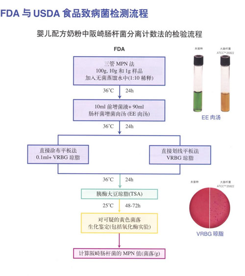 婴儿配方奶粉中阪崎肠杆菌分离计数法的检测流程/