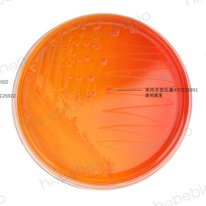 MAC-福氏志贺氏菌、大肠埃希氏菌、宋内志贺氏菌、痢疾志贺氏菌/