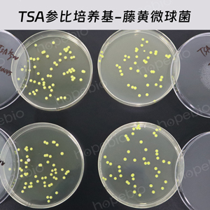 胰蛋白胨大豆琼脂（TSA）（参比培养基）-藤黄微球菌