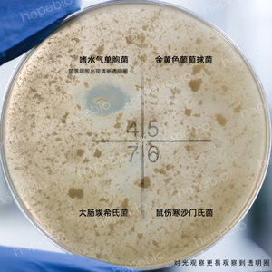 脱脂奶蔗糖胰蛋白胨琼脂——嗜水气单胞菌/