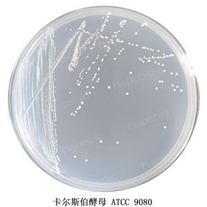 质控菌株在麦芽浸粉琼脂培养基上的生长情况/