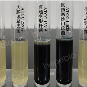 质控菌株在产H2S菌培养基上的生长情况